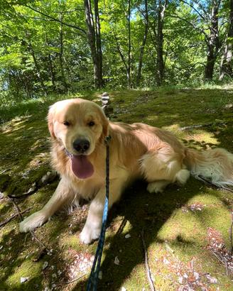Golden Retriever Americano