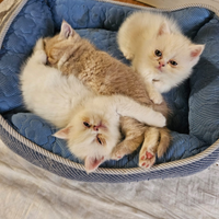 Cuccioli di exotic shorthair