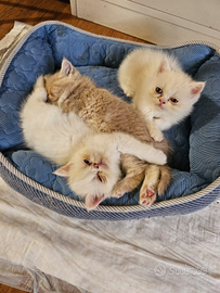 Cuccioli di exotic shorthair