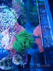 Euphillie glaberscens