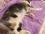 Immagine 3