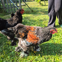Brahma galli millefiori, quaglia