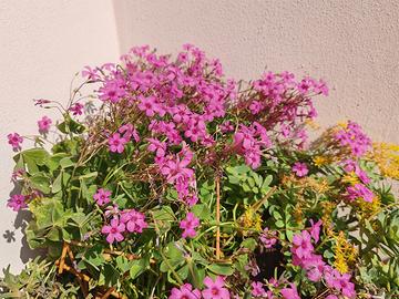 Acetosella rizomatosa