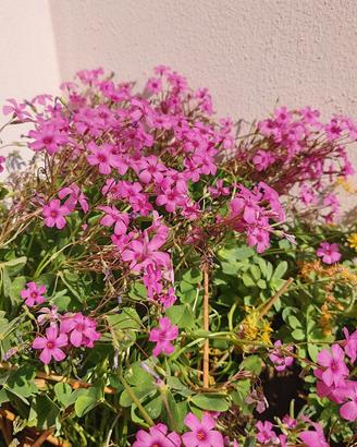 Acetosella rizomatosa