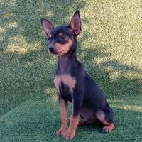 Cucciolo pincher toy