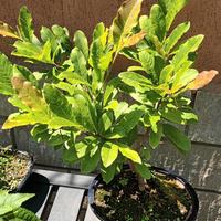 piante 
