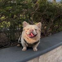 Monta Bulldog francese Lilac tan platinumFluffy bs