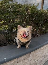 Monta Bulldog francese Lilac tan platinumFluffy bs