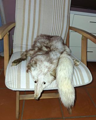 Pelliccia di Volpe Vera Vintage – Eleganza Unica 1