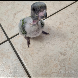 Pullo pappagallo del Senegal