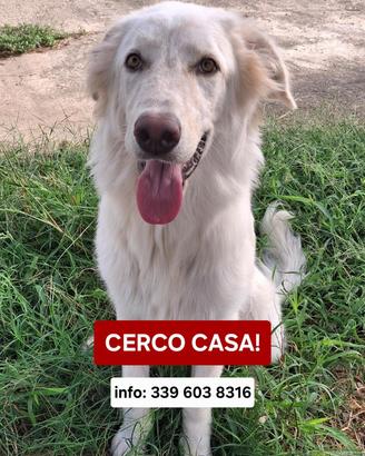 EROS: cucciolo