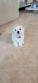 Bichon Maltese