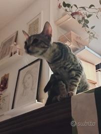 Gatti 4 mesi Sverminati Vaccinati