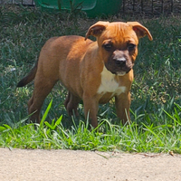 Staffordshire bull terrier