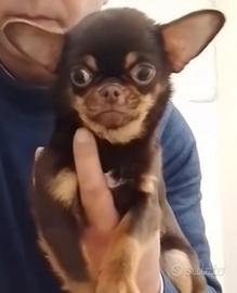 Femminuccia Chihuahua di 14 mesi