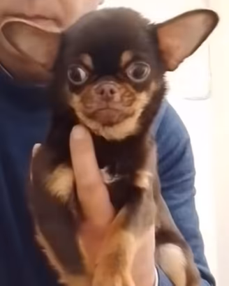 Femminuccia Chihuahua di 14 mesi
