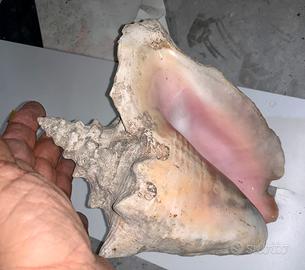 Splendida conchiglia Queen Conch