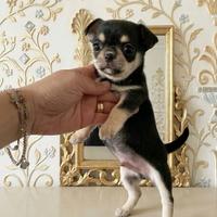 Chihuahua
