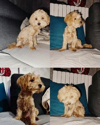 Maltipoo
