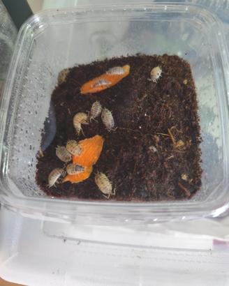 Isopodi