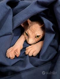 Sphynx