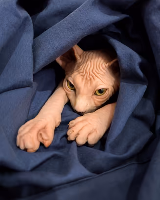 Sphynx
