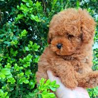 Barboncino toy cuccioli