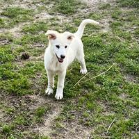 Cucciola incrocio Pastore Svizzero in ADOZIONE
