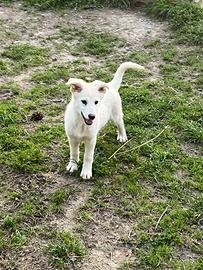 Cucciola incrocio Pastore Svizzero in ADOZIONE