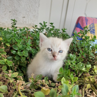 Gattina di due mesi siamese tabby