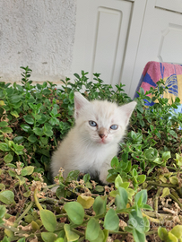 Gattina di due mesi siamese tabby