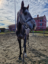 Mezza fida cavallo PSI maschio