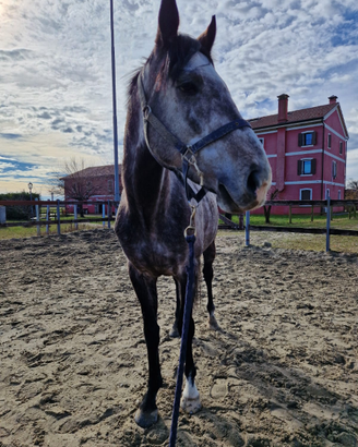Mezza fida cavallo PSI maschio