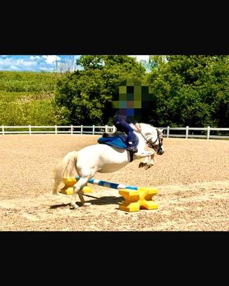 Pony welsh sez a