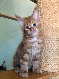 Cuccioli di gattini Maine Coon disponibili