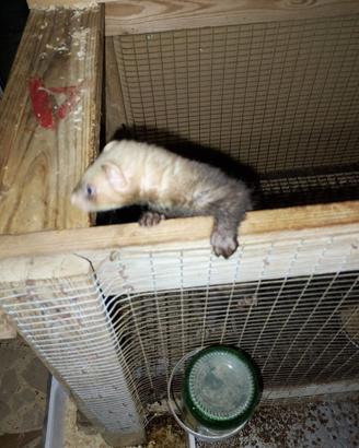 Furetti