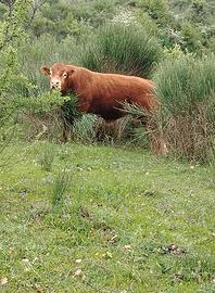 toro limousine