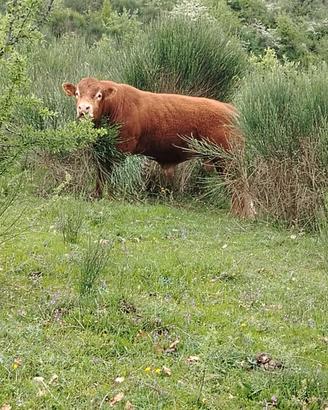 toro limousine