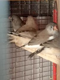 Bengalini diamantini