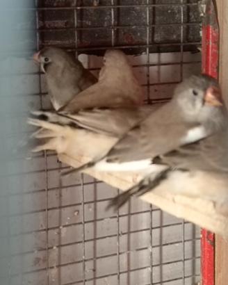 Bengalini diamantini