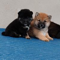 Shiba Inu pedigree Enci