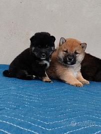 Shiba Inu pedigree Enci