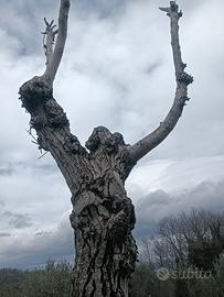 legno noce per scultura