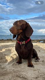 Bassotto nano maschio per monte