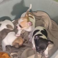 3 Cuccioli chihuahua di 2 mesi