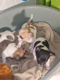 3 Cuccioli chihuahua di 2 mesi