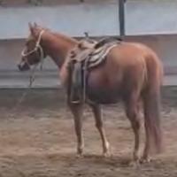 Puledra Paint Horse