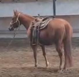 Puledra Paint Horse