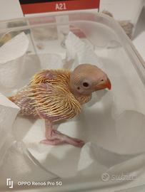 Parrocchetto dal collare