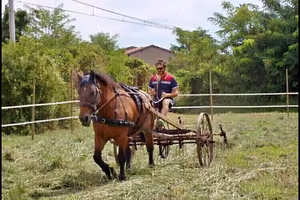 Trattore spandi fieno antico